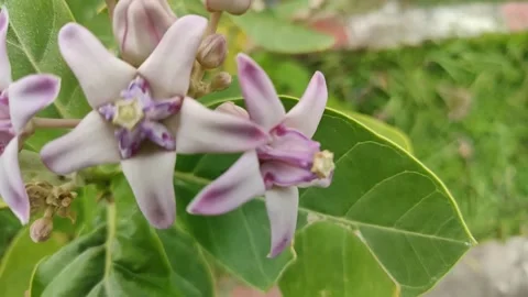 Close-up Green fresh leaves moving slowly by wind. Small leaves on the branches. Stock Footage 312347409