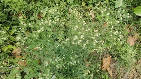Close-up Green fresh leaves moving slowly by wind. Small leaves on the branches. Stock Footage 312350143