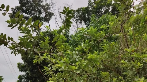 Close-up Green fresh leaves moving slowly by wind. Small leaves on the branches. Stock Footage 312351223