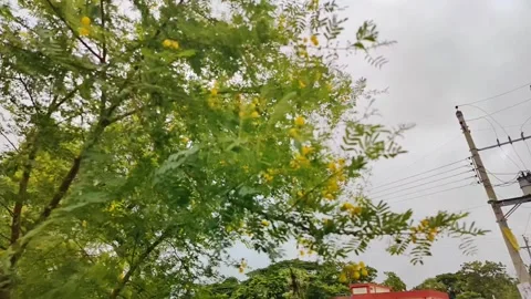 Close-up Green fresh leaves moving slowly by wind. Small leaves on the branches. Stock Footage 312351399
