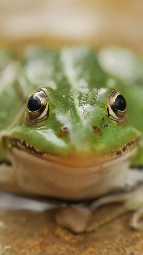Close-up of a green frog eye in natural habitat. Vertical video Stock Footage 278510261