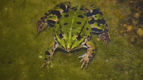 Close up of a green frog Stock-Footage 251303885