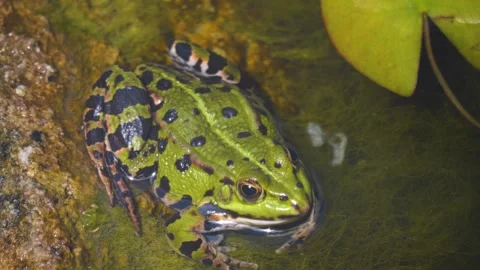 Close up of a green frog Stock Footage 251303951