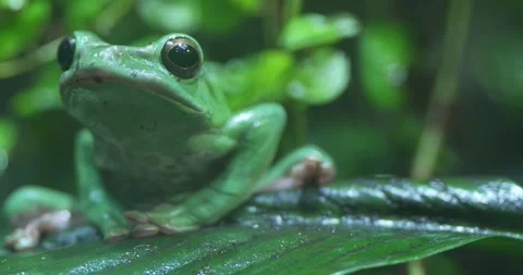 Close-up of a Green Frog on a Leaf Stock Footage 266824833