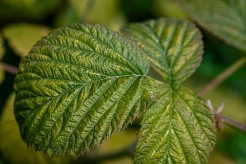 Close up of a green fruit bush leaf with visible fine texture Stock Photos