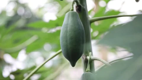 Close up of a green fruit 스톡 동영상 310298760