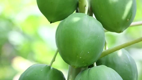 Close up of a green fruits Stock Footage 310079997