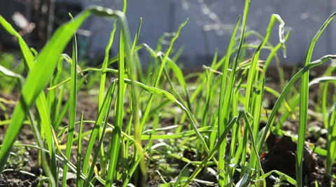 Close up of green garlic in the wind Stock Footage 36178699