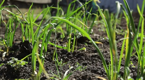 Close up of green garlic in the wind Stock Footage 36178820