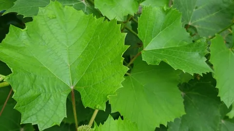 Close up of a green grape leaf. A clear sunny day. Stock Footage 282604732