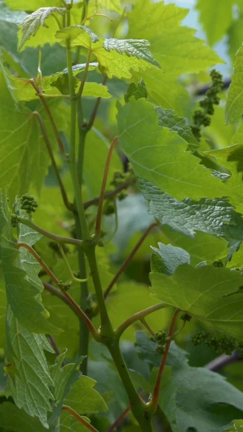 Close Up of Green Grape Leaves and Young Vines in Vineyard Stock Footage 345693519