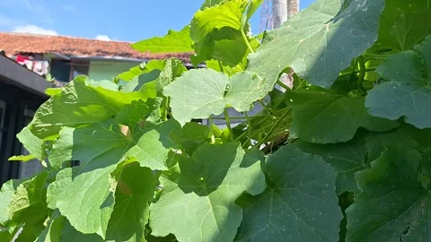 Close up of green grape vine leaves blowing in wind Stock Footage 337051351
