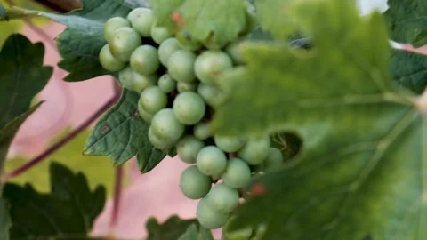 Close up green grapes 50fps Stock Footage 288336283