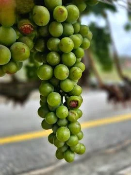 Close-Up of Green Grapes Developing on the Vine with a Blurred Background Stockfoto's