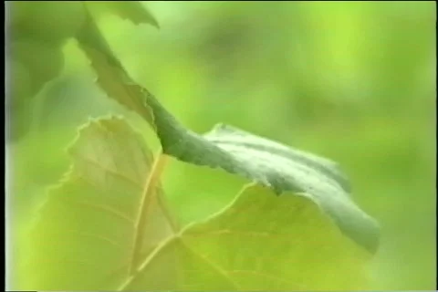 Close up green grapes Video stock 343528