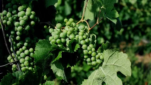 Close up of green grapes Stock Footage 78858186