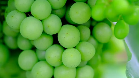 Close up green grapes Stock Footage 246548664