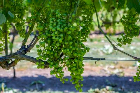Close-up of green grapes growing on a vine Stock Photos