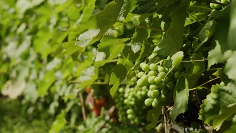 Close up of green grapes ripening on grapevine in vineyard during summer 動画素材 342388517
