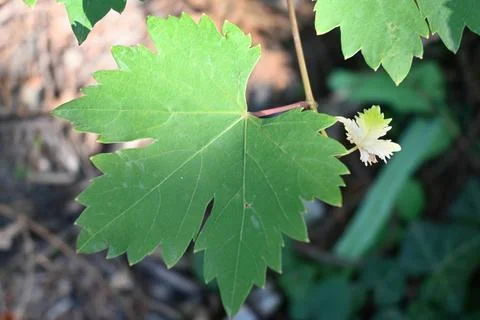 Close-up of a green grapevine leaf Stock Photos