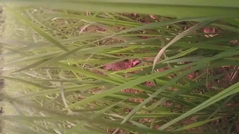 Close-Up of Green Grass and Dry Hay Texture Background Stock Footage 342333167