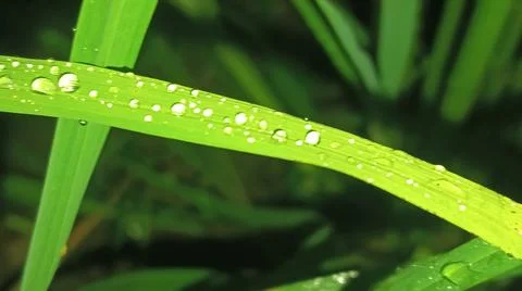 Close-up of green grass and ground foliage in an outdoor field Stock Photos