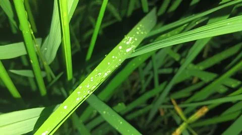 Close-up of green grass and ground foliage in an outdoor field Stock Photos