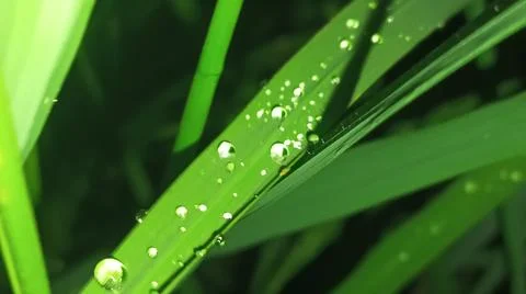 Close-up of green grass and ground foliage in an outdoor field Stock Photos
