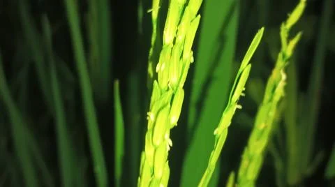Close-up of green grass and ground foliage in an outdoor field Stock Photos