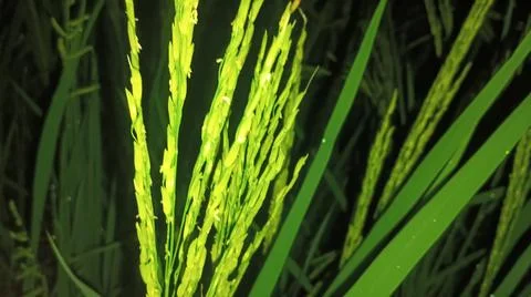 Close-up of green grass and ground foliage in an outdoor field Stock Photos