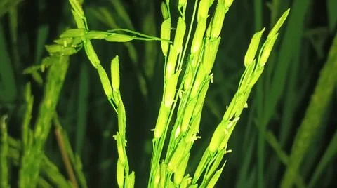 Close-up of green grass and ground foliage in an outdoor field Stock Photos