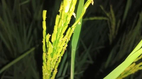 Close-up of green grass and ground foliage in an outdoor field Stock Photos