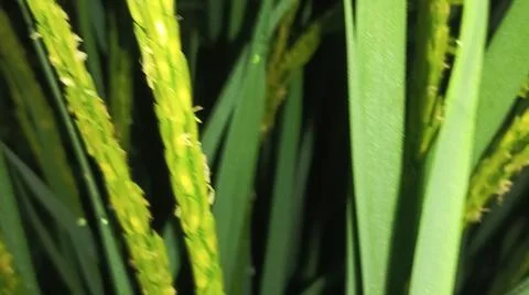 Close-up of green grass and ground foliage in an outdoor field Stock Photos