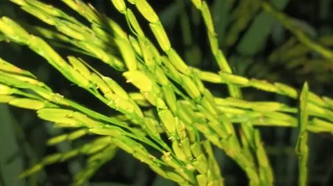 Close-up of green grass and ground foliage in an outdoor field Stock Photos