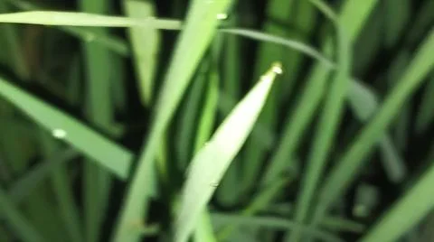 Close-up of green grass and ground foliage in an outdoor field Stock Photos