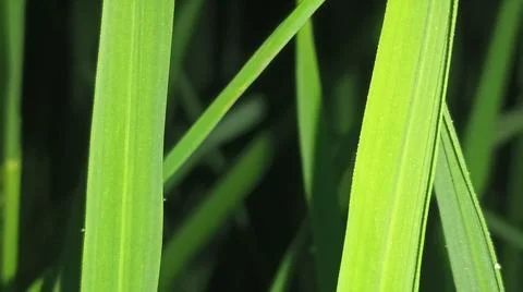 Close-up of green grass and ground foliage in an outdoor field Stock Photos