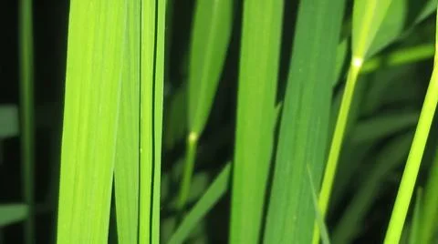 Close-up of green grass and ground foliage in an outdoor field Stock Photos