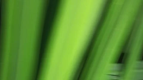 Close-up of green grass and ground foliage in an outdoor field Stock Photos