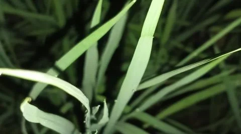 Close-up of green grass and ground foliage in an outdoor field Stock Photos