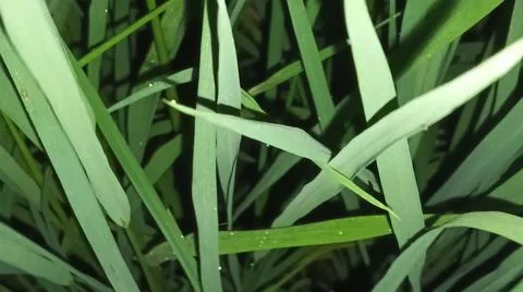 Close-up of green grass and ground foliage in an outdoor field Stock Photos
