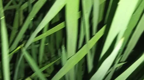 Close-up of green grass and ground foliage in an outdoor field Stock Photos
