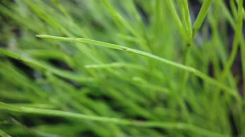 Close up of green grass in and out of focus Stock Footage 138744643