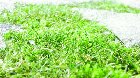Close-up of green grass and snow melting.time-lapse. Stock Footage 34649266