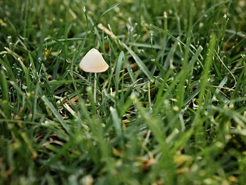 Close-up green grass and toadstool mushroom on a thin stem. Stock-Fotos