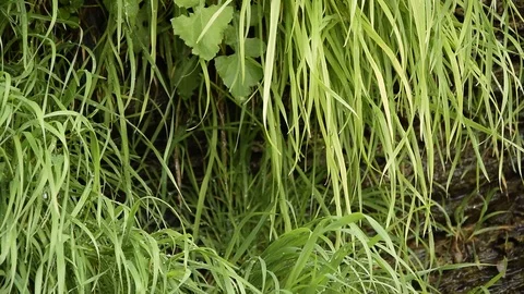 Close up of green grass background, lush vegetation wall Stock-Footage 127362948