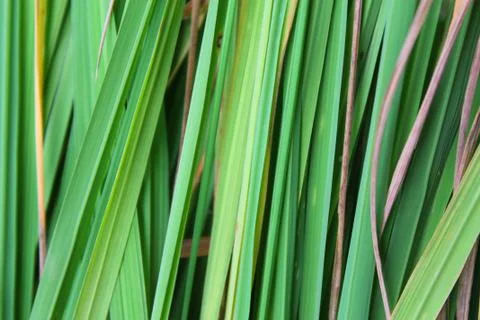 Close up green  grass background Stock Photos