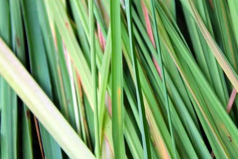 Close up green  grass background Stock Photos
