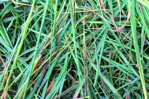 Close up green  grass background Stock Photos