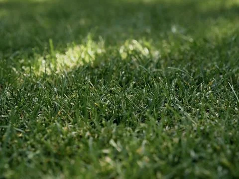 Close-up green grass background texture, green lawn pattern and texture Stock Photos