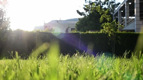Close up green grass at backyard. Video stock 137672716